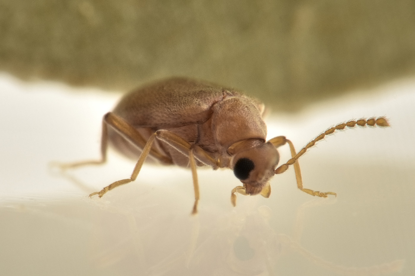 Aderidae: cfr. Olotelus flaveolus